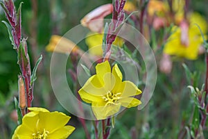 Common Evening Primrose Oenothera stricta with some yellow flowers photo